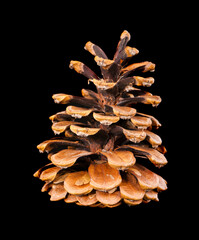 Pine cone isolated on black background..