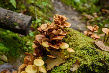 Selected focus photo. Honey fungus, Armillaria mellea. Mushrooms on tree stump in  old moss covered forest.