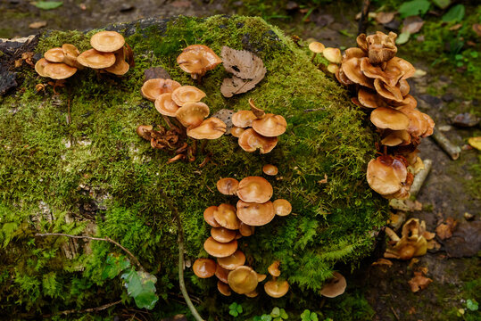 Selected focus photo. Honey fungus, Armillaria mellea. Mushrooms on tree stump in  old moss covered forest.