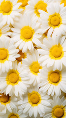 Fototapeta premium A pattern of bright yellow daisies on a white canvas