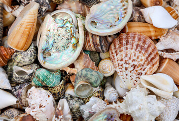 Ein Hintergrundbild, oder eine textur mit Meeresmuscheln, Meeresschnecken. Wunderschöne Schalentiere. - obrazy, fototapety, plakaty