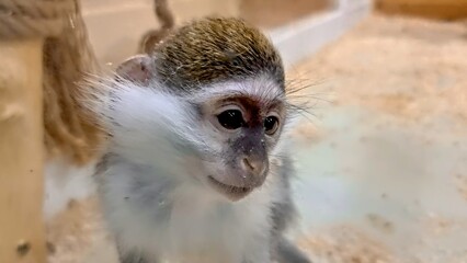 Closeup portrait of little monkey with sad eyes