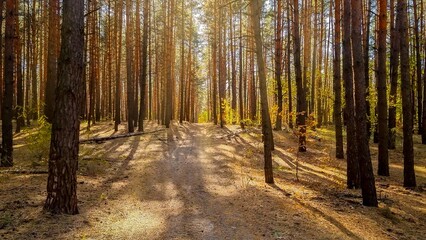 Ground path through autumn forest on a sunny autumn day