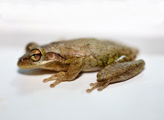Aufnahme eines Kubanischen Baumfrosches.
