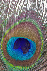 Obraz premium peacock feather close up