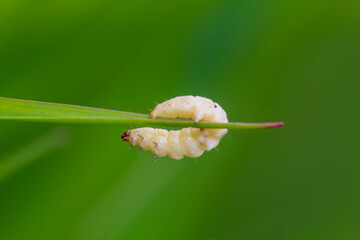 Die gelbe Raupe eines Schmetterlings auf einem Grashalm.
