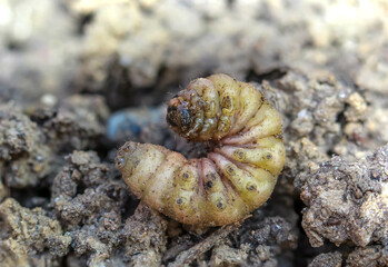 Die Larve eines Käfers auf der Erde liegend.
