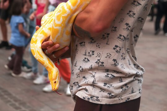 Yellow python. snake, closeup side view an unrecognizable man holding white and yellow python snake at street. Yellow python out his tongue. A portrait of a ball python against a people background