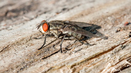 close up of a fly