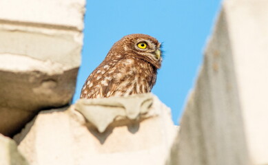 owl on a branch