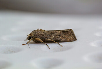 Nahaufnahme eines Falters. Auf der Insel Fureteventura gefunden.
