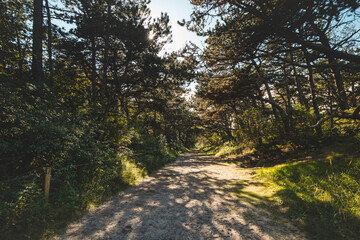 Obraz premium Woodland in a sand dune environment on the west coast of Belgium. A walk through dry and varied nature. The sun illuminates the wilderness