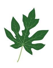 Single papaya leaf. Exotic fruit leaf for logo, icon and design. 