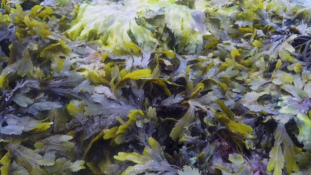 Toothed wrack (Fucus serratus) at low tide on the littoral of the eastern coast of Scandinavia, the Barents Sea fiord