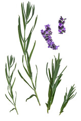 Fototapeta na wymiar flowers isolated on white. set of lavender herb flowers. isolated. 