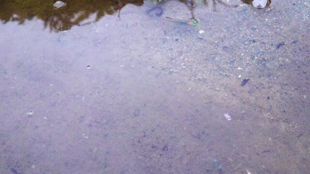 A fish larva recently emerged from the egg (the yolk sac reserves have run out)), probably salmon, litoral shallow water at low tide, eastern coast of Scandinavia, the Barents Sea fiord