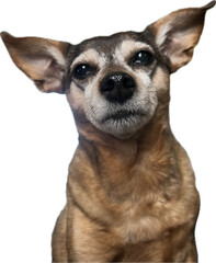 Senior Chihuahua