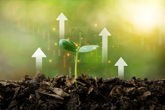 Growth green tree and many arrow pointing upwards with candlestick charts in the garden sunshine day background for finance.Increased investment in natural environment preservation business concept.
