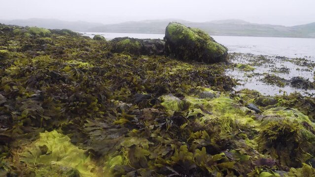 Toothed wrack (Fucus serratus) and dulse (Palmaria palmata) at low tide on the littoral of the eastern coast of Scandinavia, the Barents Sea fiord