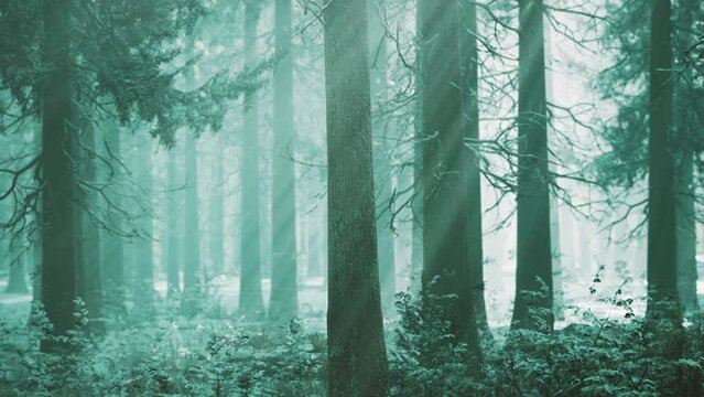 winter foggy beech and spruce forest scene