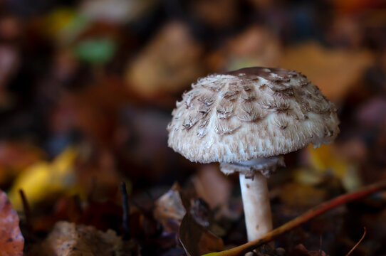 white mushrum among the leaves in the autunm forest