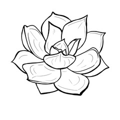 succulent freehand drawing linear clipart product design, cards, wedding, gift, decoration for home, clothes sticker print. cartoon funny simplified minimalist drawing flower arrangement potted