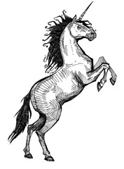 linear drawing of unicorn. fabulous animal drawing by hand. engraving horse with a horn. clip-art on the product. modern design. youth print blank. horse rearing black and white graphics