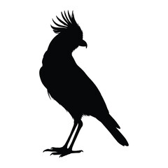 Exotic Bird Silhouette on White 