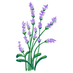 Colored Pencil Freehand - Lilies