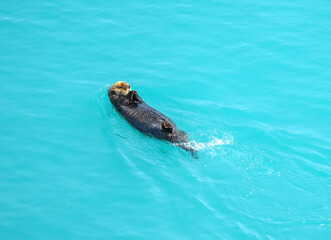 Fototapeta premium sea otter in ocean water in Alaska