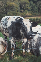 Portrait of a domestic black and white cow grazing in a field in the Flanders region, Belgium