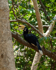 A hornbill perches on a tree branch amidst green foliage. The photo has been taken in the Thailand jungle.