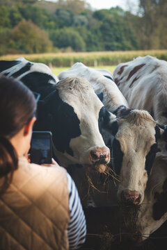 Woman takes a picture on her mobile phone of domestic black and white cows grazing in a field in the Flanders region, Belgium