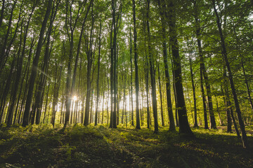 Fototapeta na wymiar Sunset in a pristine deciduous forest in Hallerbos, Brabantse Wouden National Park, Belgium