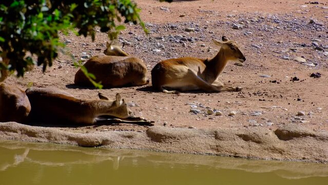 herd of Cobo lichi rest in the sun in a dedicated habitat of a zoo. animals in captivity