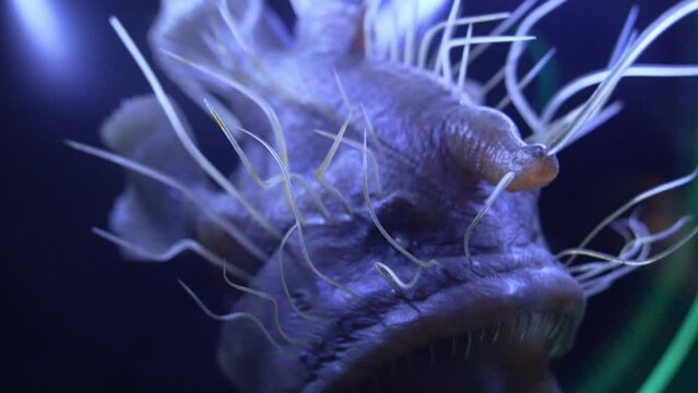 deep sea fish scary monster