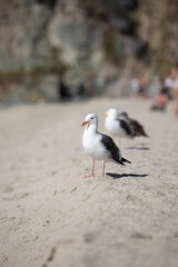 seagull on the beach