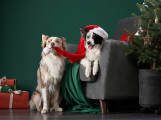 Border Collies dog in holiday attire ready for festive fun. One dog sports a Santa hat, the other a scarf, with a Christmas tree backdrop