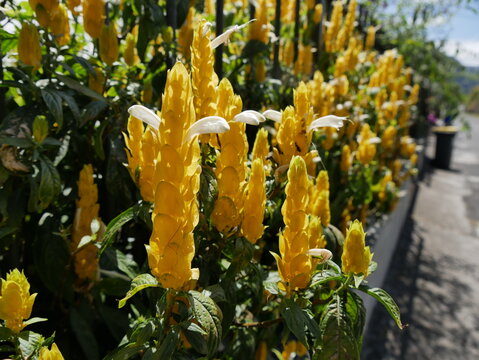 Pachystachys lutea or golden shrimp plant, yellow flowers