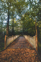 Fototapeta premium Autumn sunset in Rozentuin Park on the outskirts of Kortrijk. A white painted wooden bridge in the jungle. Flanders Belgium