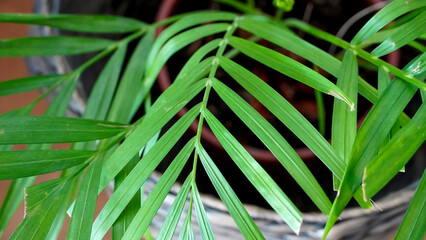 Green leafed home living room plant in bamboo pot            