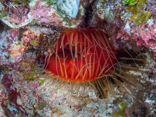 Vibrant orange sea anemone protrudes from its natural habitat
