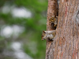 Reddish-brown squirrels perched on the side of a tree trunk, climbing down in search of food