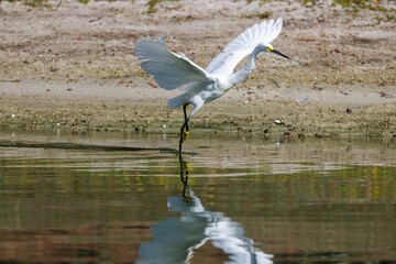 Bird is flying above a tranquil waterhole, its wings flapping gracefully as it soars through the air