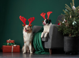 Pair of Border Collies with antlers bring holiday joy in the studio. These festive pups are ready...