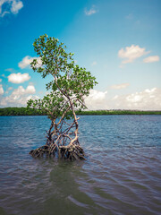 wallpaper, lagoon and trees, a summer day, hot day, tropical climate, mangrove, Pipa beach