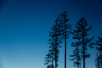 Dark silhouettes of green pine trees against the blue sky at dusk during a winter walk in the mountains