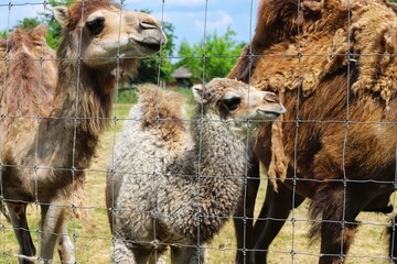 The camel family in the zoo, Camel family in the zoo, sunny day. Close up.