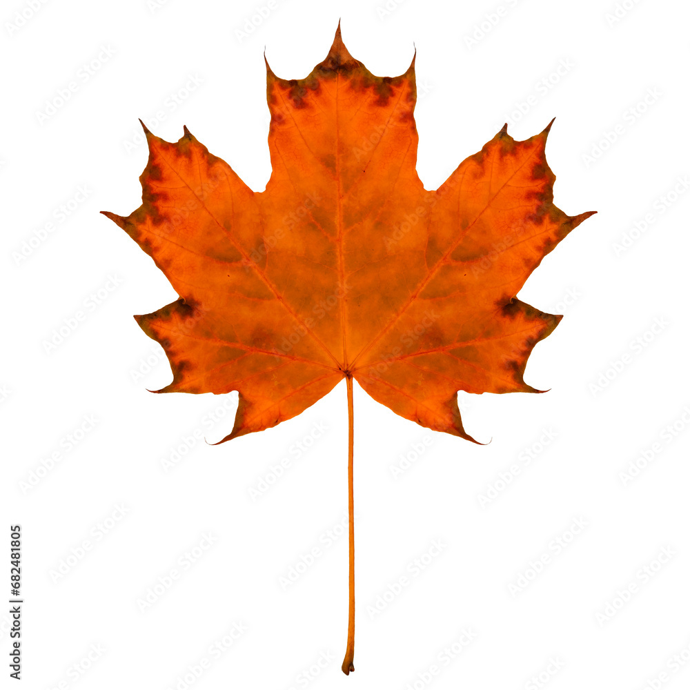 Canvas Prints red maple leaf isolated on transparent background. autumn mood.