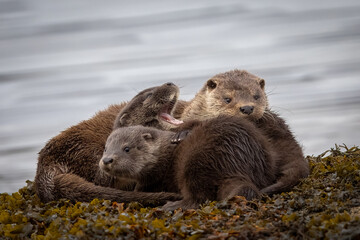 Otter mother with her two kits having just woken up.